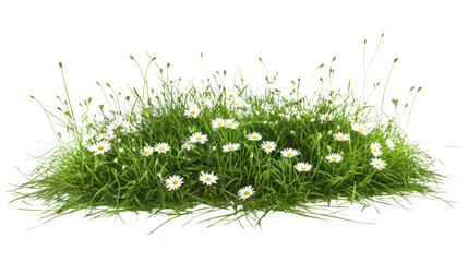 A vibrant patch of green grass with delicate white flowers, set against a stark white background, perfect for nature-themed designs.