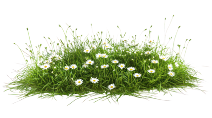 A vibrant patch of green grass with delicate white flowers, set against a stark white background, perfect for nature-themed designs.