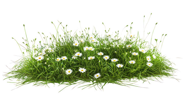 Fototapeta A vibrant patch of green grass with delicate white flowers, set against a stark white background, perfect for nature-themed designs.