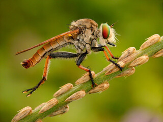 close up of a robberfly