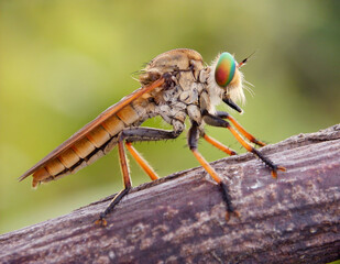 close up of a robberfly