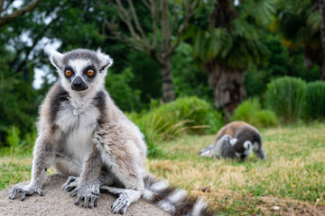 Beautiful Lemurs resting in a meadow