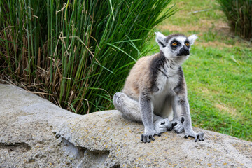 Beautiful Lemurs resting in a meadow