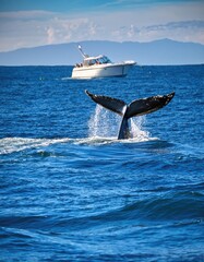 Fototapeta premium Whale tail breaches the ocean surface 