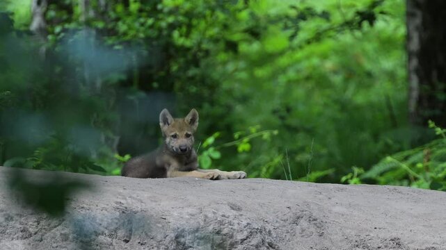 Wolf, Canis Lupus, Jungtier, Wald, Sommer, Deutschland