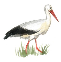 Stork hand painted with watercolors on white background.