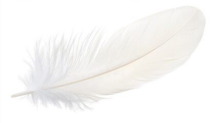 Obraz premium A delicate white feather isolated on a clean background, symbolizing purity and softness. isolated on white background.