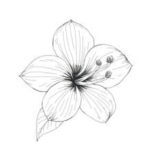 Fototapeta premium Hawaiian Flower Sketch - Artistic Floral Design