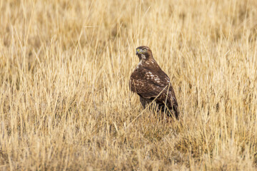 Juvenile red-tailed hawk (Buteo jamaicensis) standing in dry grassland in Lassen County, California, alert and surveying its surrounding