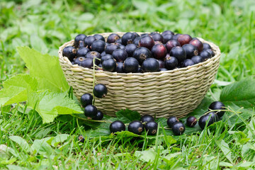 There are delicious blackcurrant berries lying in a wicker basket on the grass.