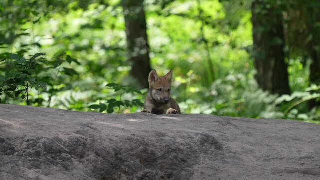 Wolf, Canis Lupus, Jungtier, Wald, Sommer, Deutschland