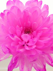 Fototapeta premium aster flower grows in apartment close-up