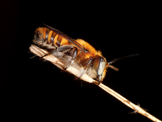 bee on black background