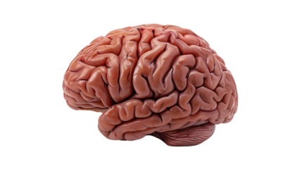Realistic human brain isolated on transparent background