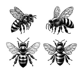 vector set of bee - drawing design (artwork 1