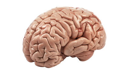 Realistic human brain isolated on transparent background, showing complex structure and blood vessels