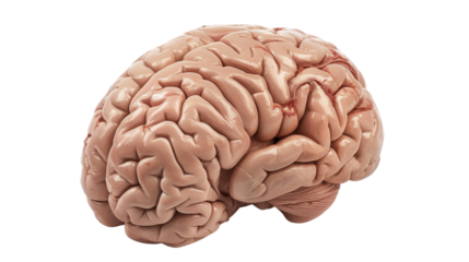 Realistic human brain isolated on transparent background, showing complex structure and blood vessels