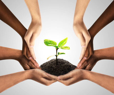 Group of diverse people care and responsibility idea as a corporation through social diverse hands nurturing a sapling tree. Social community cooperation concept. group crowdfunding investment symbol.