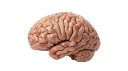 Realistic human brain isolated on transparent background showing cerebrum, cerebellum, and brain stem