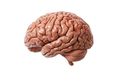 Realistic human brain isolated on transparent background representing intelligence and creativity