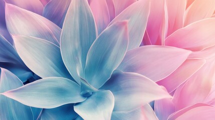 Pastel agave succulent leaves in soft focus.