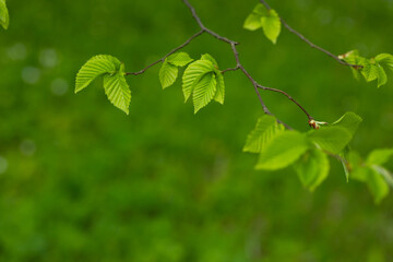 Spring natura background with leaves copy space