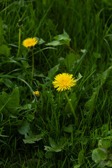 Obraz premium Spring green meadow with yellow dandelion flowers close up