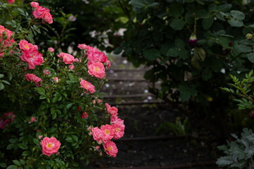 Close up of pink roses on bush garden with flowers
