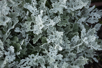 Rough leaves of amazing plant cineraria from above