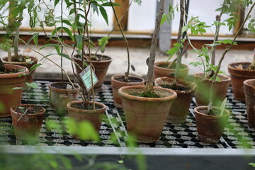 A collection of potted plants placed on a table, ideal for decorating offices or homes.