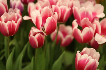 Obraz premium A bouquet of fresh tulips growing in a green meadow, ideal for spring or garden-themed designs.