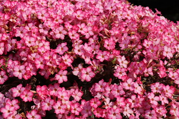 Pink flowers for background. The tree is densely blossoming.