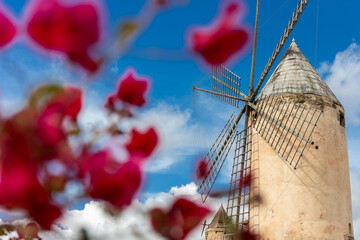 Historic windmill of Es Jonquet in old town of Palma de Mallorca surrounded by blooming Bougainvillea, Majorca, Mallorca, Balearic Islands, Spain © ladistock