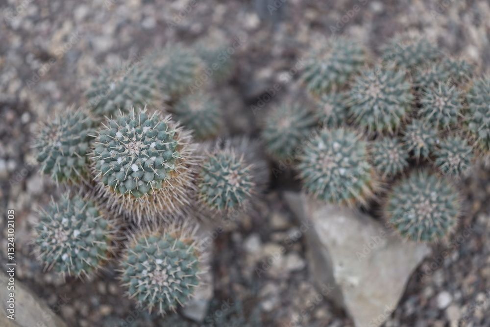 Poster a cluster of small cacti growing on top of rocks, with spines and stems visible.