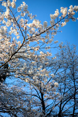 青空に映える満開のソメイヨシノ