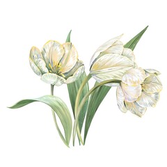 Elegant Watercolor Painting Of Three Tulips With Soft Pastel White And Yellow Colors, Lush Green Leaves, And Delicate Petals, Perfect For Botanical Art, Nature Themes, And Floral Wedding Invitations