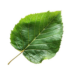 Detailed Close-Up of Single Green Linden Leaf Isolated on Black Background with Intricate Veining