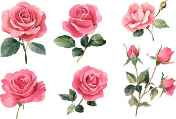 Naklejka premium Modern Watercolor Pink Rose Clipart