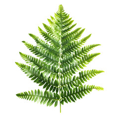 Detailed View of Single Fern Frond Featuring Delicate Green Foliage and Intricate Veining
