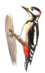 Woodpecker hand painted with watercolors on white background.
