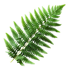 Delicate Green Fern Frond Showcased Against Black Background Highlighting Natural Beauty