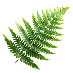 Delicate Green Fern Frond with Lush Leaves Against a Striking Black Background