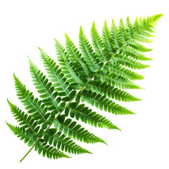 Single Fern Frond with Vibrant Green Foliage on a Black Background for Nature Themes