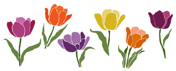 Set of tulip multicolor flowers. April birth month flowers Flat vector illustrations isolated on transparent background