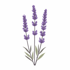 Obraz premium My Simple flat 2D icon purple lavender branch with leaf isolated on a white background, vector, flat design, animation design, simple flat 2D icon, minimalist design, clipart