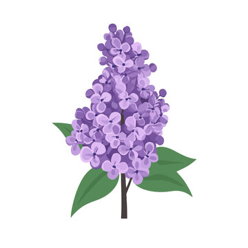 purple lilac flower blossom on white clip art preview