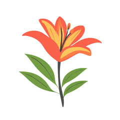 My Simple flat 2D icon orange lily branch isolated on a white background, vector, flat design, animation design, simple flat 2D icon, minimalist design, clipart