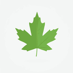 My Simple flat 2D icon green maple leaf icon isolated on a white background, vector, flat design, animation design, simple flat 2D icon, minimalist design, clipart