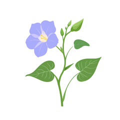 My Simple flat 2D icon morning glory flower branch with leaf isolated on a white background, vector, flat design, animation design, simple flat 2D icon, minimalist design, clipart
