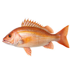 Obraz premium Drum Fish AI Generated Image